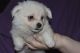 Maltese Puppies for sale in Maryland Line, MD 21105, USA. price: NA