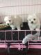 Maltese Puppies for sale in Indianapolis Blvd, Hammond, IN, USA. price: NA