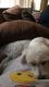 Maltese Puppies for sale in Dearborn Heights, MI, USA. price: NA