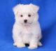 Maltese Puppies for sale in Texas St, Fairfield, CA 94533, USA. price: NA