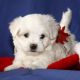 Maltese Puppies for sale in Texas St, Fairfield, CA 94533, USA. price: $400