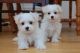 Maltese Puppies for sale in Indianapolis Blvd, Hammond, IN, USA. price: NA