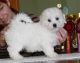 Maltese Puppies for sale in U US-1, Wrens, GA 30833, USA. price: NA
