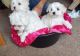 Maltese Puppies for sale in Cottage City Rd, Canandaigua, NY 14424, USA. price: NA