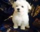 Maltese Puppies for sale in Cottage City Rd, Canandaigua, NY 14424, USA. price: NA