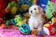 Maltese Puppies for sale in Aurora Ave N, Seattle, WA, USA. price: NA