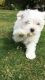 Maltese Puppies for sale in Aurora Ave N, Seattle, WA, USA. price: NA