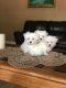 Maltese Puppies for sale in Spanaway, WA, USA. price: $1,200