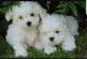 Maltese Puppies for sale in Fernandina Harbor Marina, Fernandina Beach, FL 32034, USA. price: NA