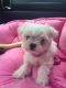 Maltese Puppies for sale in Brownfield, TX 79316, USA. price: $400