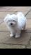 Maltese Puppies for sale in Queen City Dr, Charlotte, NC, USA. price: NA