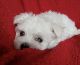 Maltese Puppies for sale in Queen City Dr, Charlotte, NC, USA. price: $500