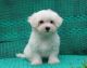 Maltese Puppies for sale in Jacksonville, FL, USA. price: $400