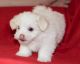 Maltese Puppies for sale in Hackettstown, NJ 07840, USA. price: $400