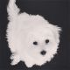 Maltese Puppies for sale in 21105 Maryland Line Rd, Massey, MD 21650, USA. price: NA