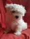 Maltese Puppies for sale in Reynoldsville, PA 15851, USA. price: NA