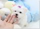 Maltese Puppies for sale in Boston, MA, USA. price: NA