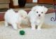 Maltese Puppies for sale in Florida, NY, USA. price: NA