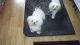Maltese Puppies for sale in Australian Ave, Palm Beach, FL 33480, USA. price: NA