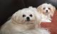Maltese Puppies for sale in Australian Ave, Palm Beach, FL 33480, USA. price: $400