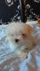 Maltese Puppies for sale in Pennsylvania Ave NW, Washington, DC, USA. price: NA