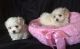 Maltese Puppies for sale in Baton Rouge, LA, USA. price: NA