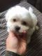 Maltese Puppies for sale in Cedar Grove, NJ 07009, USA. price: NA