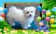 Maltese Puppies for sale in Neal Davis Rd, Thompsonville, IL 62890, USA. price: $950