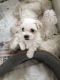 Maltese Puppies for sale in East Hartland, CT 06027, USA. price: NA