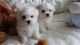 Maltese Puppies for sale in Anderson, IN 46016, USA. price: NA