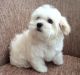 Maltese Puppies for sale in Crystal Spring, PA 15536, USA. price: NA