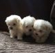 Maltese Puppies for sale in Crystal Spring, PA 15536, USA. price: NA