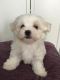 Maltese Puppies for sale in Chesterfield Center, Chesterfield, MO 63017, USA. price: NA
