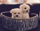Maltese Puppies for sale in Chesterfield Center, Chesterfield, MO 63017, USA. price: NA
