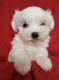Maltese Puppies for sale in Mechanicsville, MD 20659, USA. price: NA