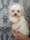 Maltese Puppies for sale in Pottsboro Rd, Denison, TX 75020, USA. price: NA