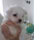Maltese Puppies for sale in Brierfield, AL 35035, USA. price: NA