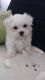 Maltese Puppies for sale in Brierfield, AL 35035, USA. price: $400