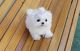 Maltese Puppies for sale in Portland, ME, USA. price: $650