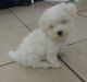 Maltese Puppies for sale in Central Florida, FL, USA. price: NA
