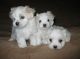 Maltese Puppies for sale in Texas St, San Francisco, CA 94107, USA. price: NA