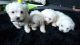 Maltese Puppies for sale in Tucson, AZ, USA. price: NA