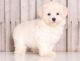 Maltese Puppies for sale in CA-111, Rancho Mirage, CA 92270, USA. price: NA