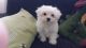 Maltese Puppies for sale in Colorado Ave, Santa Monica, CA, USA. price: NA