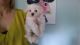 Maltese Puppies for sale in Joint Base Andrews, MD 20762, USA. price: NA