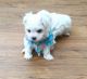 Maltese Puppies for sale in Charlotte, NC 28201, USA. price: NA