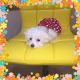 Maltese Puppies for sale in Bowie, MD 20716, USA. price: NA