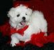 Maltese Puppies for sale in Maryland Ave, Paterson, NJ, USA. price: NA