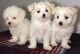 Maltese Puppies for sale in Debarr Road, Anchorage, AK, USA. price: NA