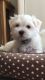 Maltese Puppies for sale in Nanjemoy, MD 20662, USA. price: $400